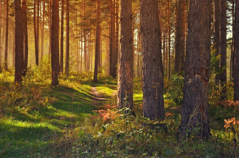 Forest Canopy